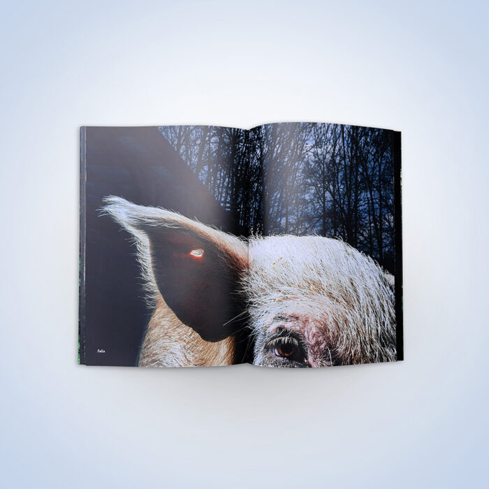 Der Bildband „Animal Escape Plan“ des Fotografen Nikita Teryoshin stellt Tiere vor, die der Tierindustrie entkommen sind. Auch Bewohner*innen aus dem Land der Tiere, so wie Schwein Felix, sind dabei.