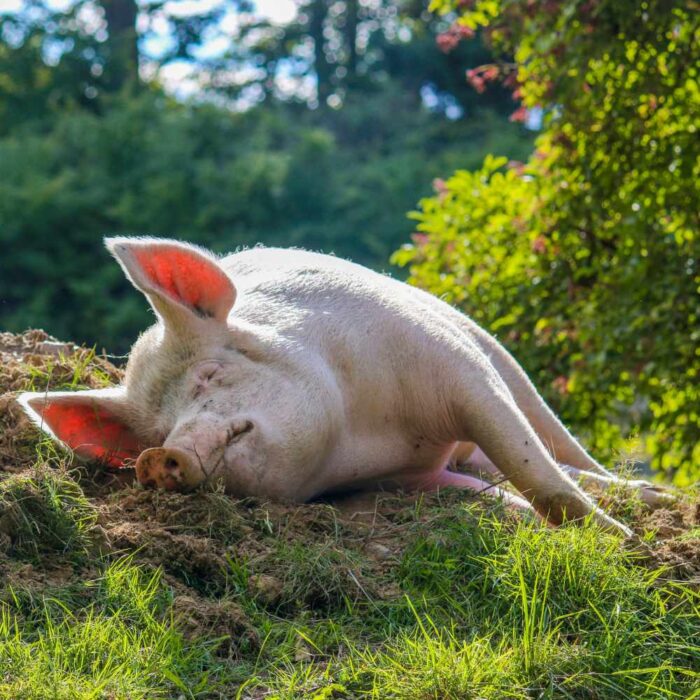 Besuchszeiten im Land der Tiere – Bild 4