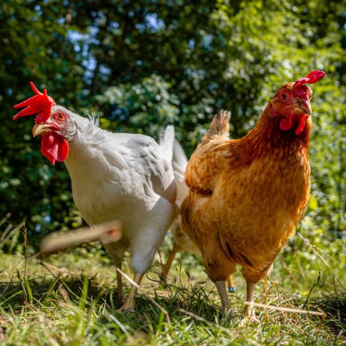 Besuchszeiten im Land der Tiere – Bild 8