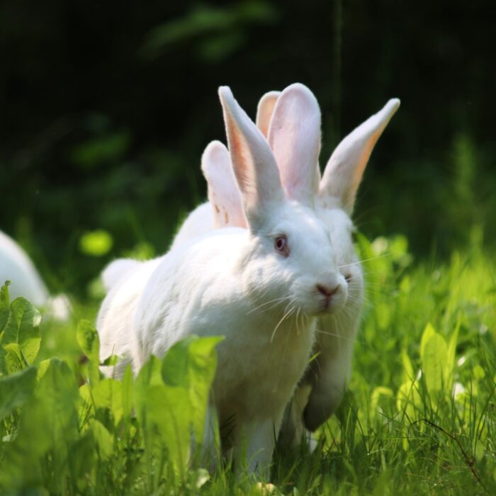 Besuchszeiten im Land der Tiere – Bild 2