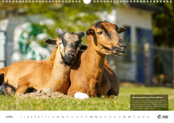 Der Land der Tiere Bildkalender für 2026