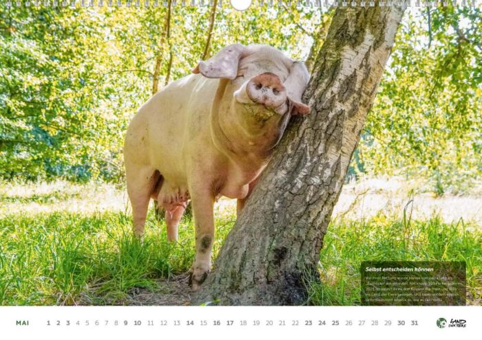 Der Land der Tiere Bildkalender für 2026