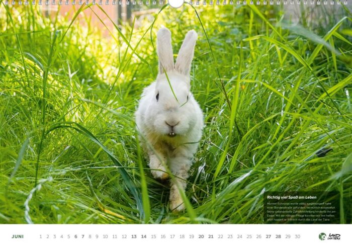 Der Land der Tiere Bildkalender für 2026