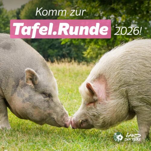 Die Minischweine Eddie und Lilli stehen sich gegenüber und berühren sich mit den Rüsseln. Darüber der Text "Komm zur Tafel.Runde 2026!"