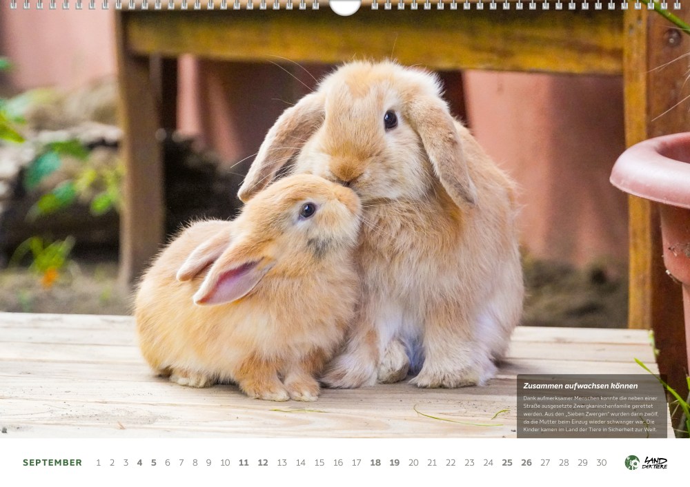 Land der Tiere Kalender 2027 – Bild 4