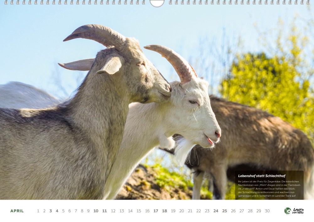 Land der Tiere Kalender 2027 – Bild 3